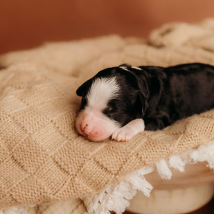 Bernedoodle puppy