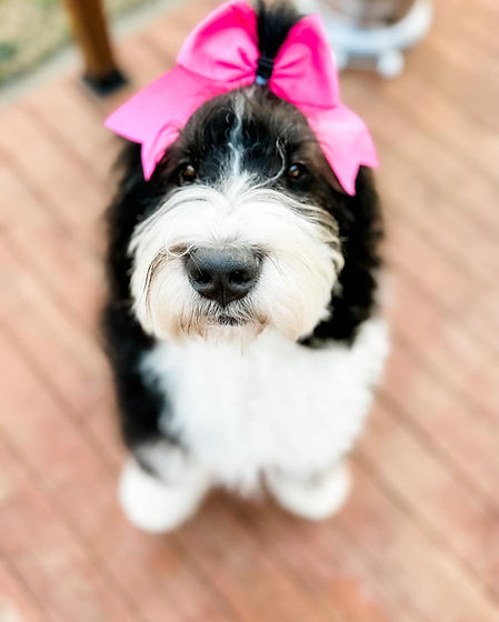 Royal Empire Bernedoodles is a premier Bernedoodle breeder in Oregon, specializing in family-raised, hypoallergenic puppies w