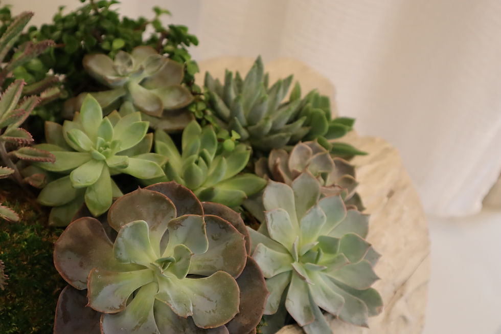Thumbnail: Succulent Garden | Large