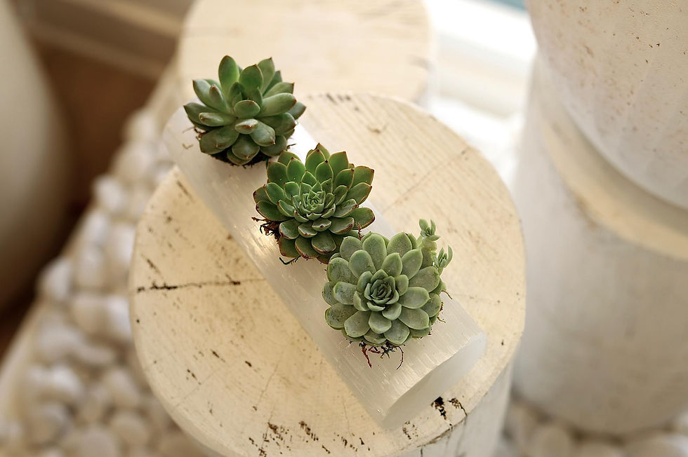 Thumbnail: Succulents in Selenite (3)