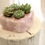 Thumbnail: Succulents in Rose Quartz (4)