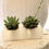 Thumbnail: Succulents in Selenite