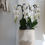 Thumbnail: Orchid Arrangement | XL Whitewashed Wooden Vase
