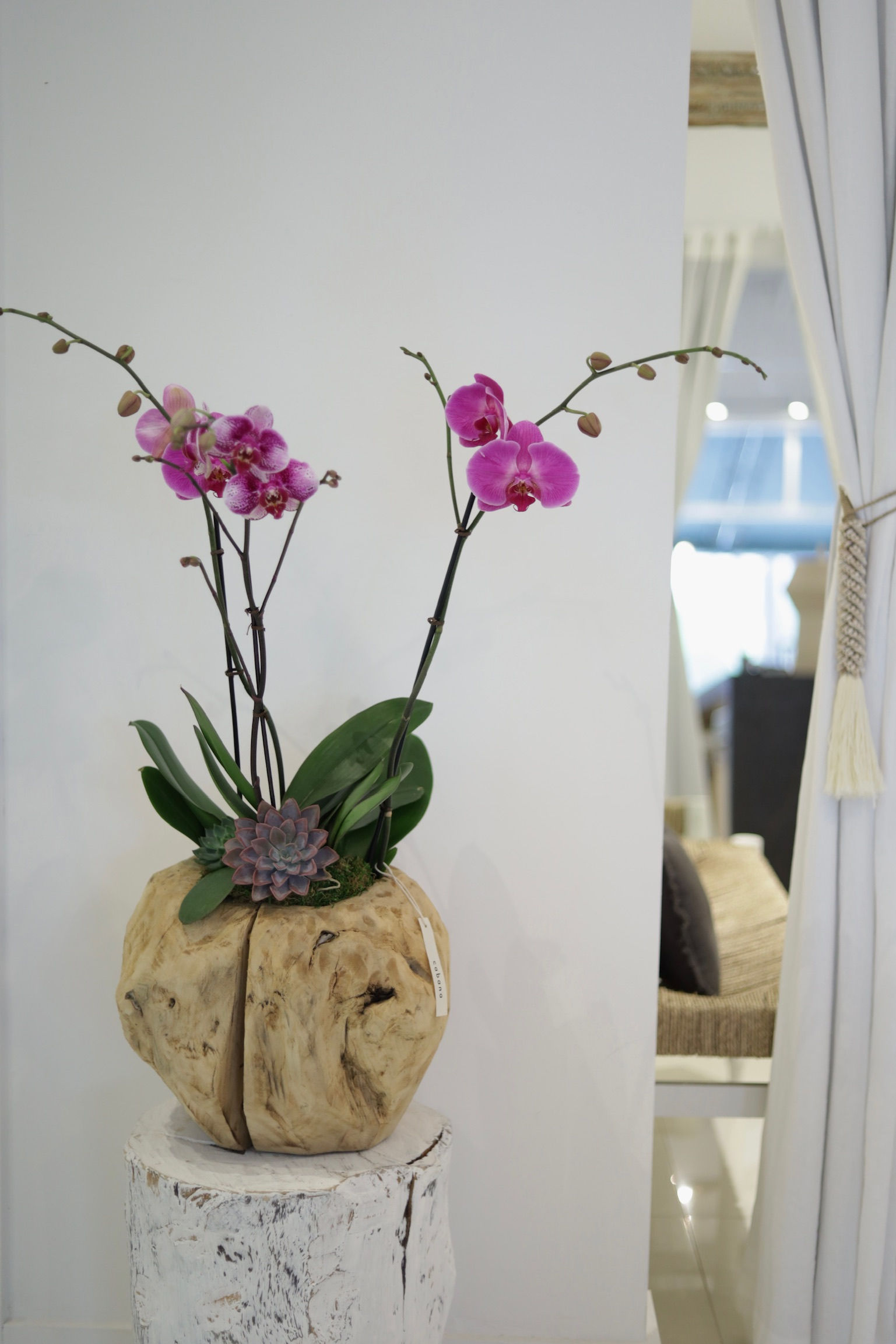 Orchid Arrangement in Driftwood | Medium