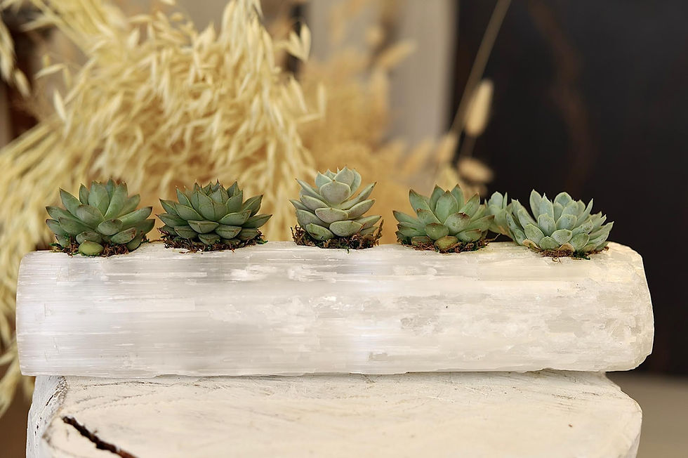 Thumbnail: Succulents in Selenite (5)