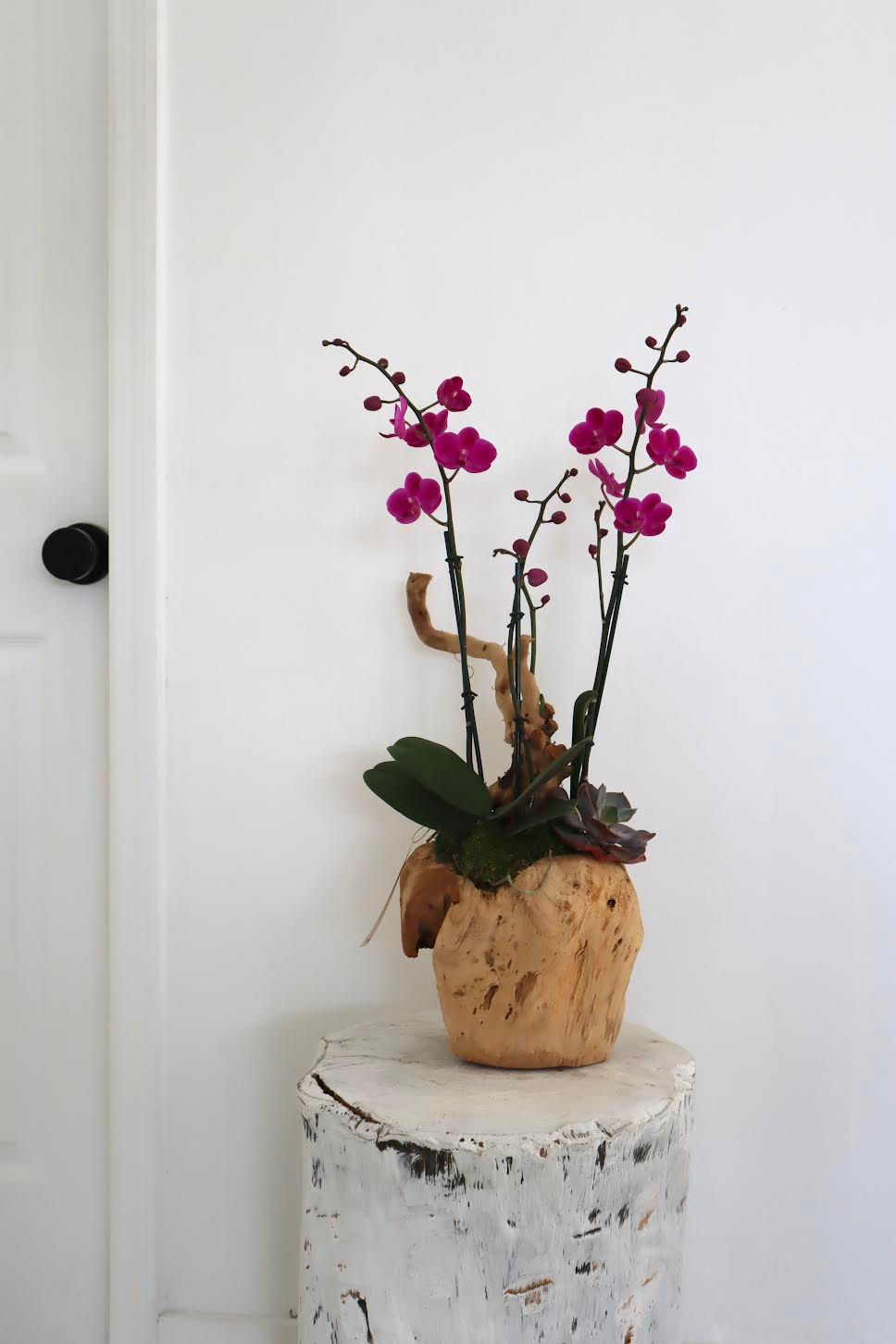 Orchid in Driftwood | Mini