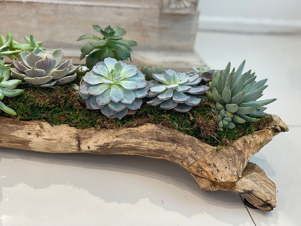 Thumbnail: Succulent Garden in Log | Large