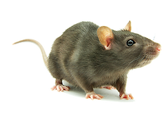 pest control rats london essex and suffolk cheap