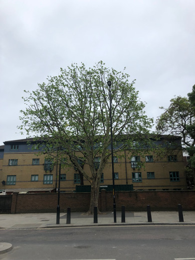 IMG_3361.jpeg