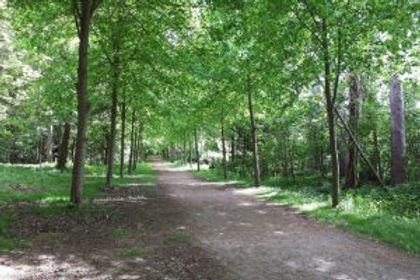 ClivdenWoods7-300x200.jpeg