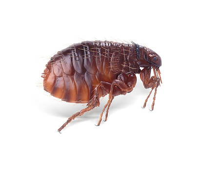 Fleas cheap pest control london essex suffolk