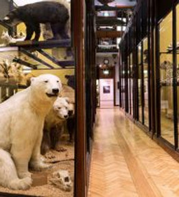 main_museum-360x205 (1).jpeg