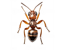 ant pest control cheap london essex suffolk