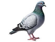 pigeon pest control london essex suffolk