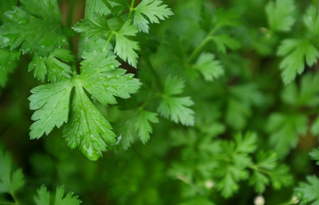 Herb Garden