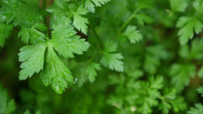 5 Easy, Healthy Culinary Herbs to Grow In Your Kitchen Today