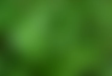 La Clorofila sinónimo de energía y vitalidad