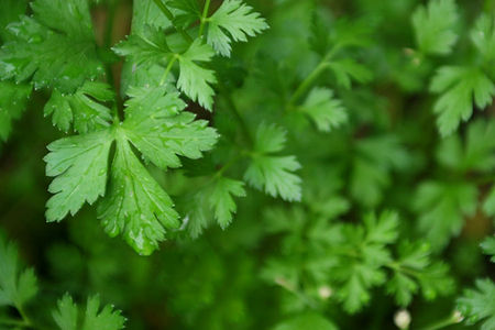 Herb Garden
