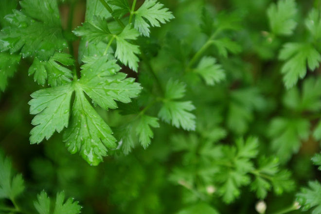 Herb Garden 