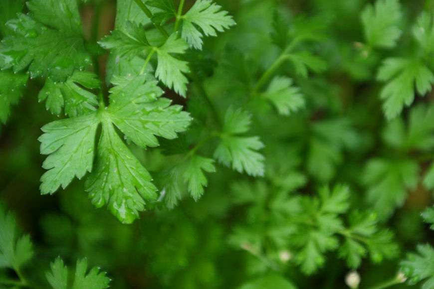 Herb Garden