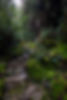 forest path 4.jpg