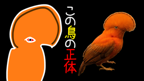 Xでタイムラインを埋め尽くす謎のオレンジ鳥……その正体は「イワドリ」だった！怖可愛いビジュアルと生態を徹底解説ブログタイトル画像