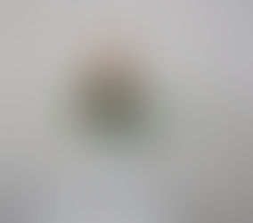 8月上旬の生け花教室まとめ