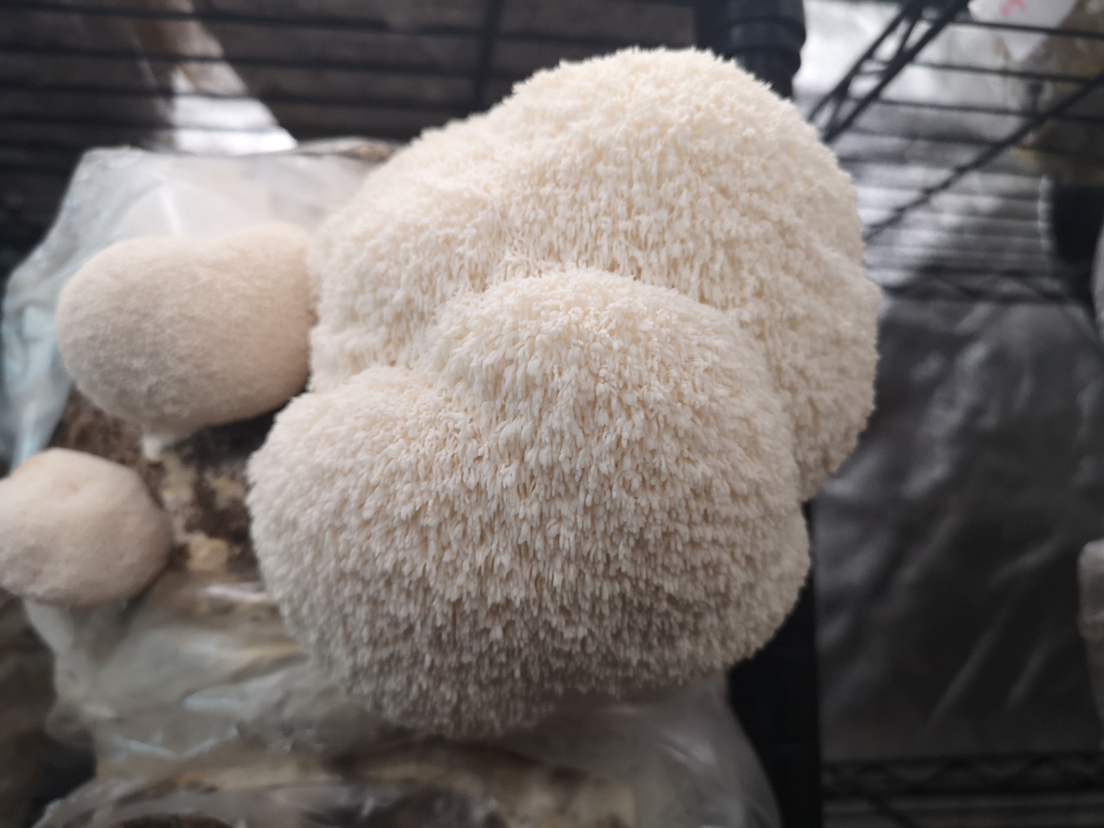Fresh Lion's mane mushrooms