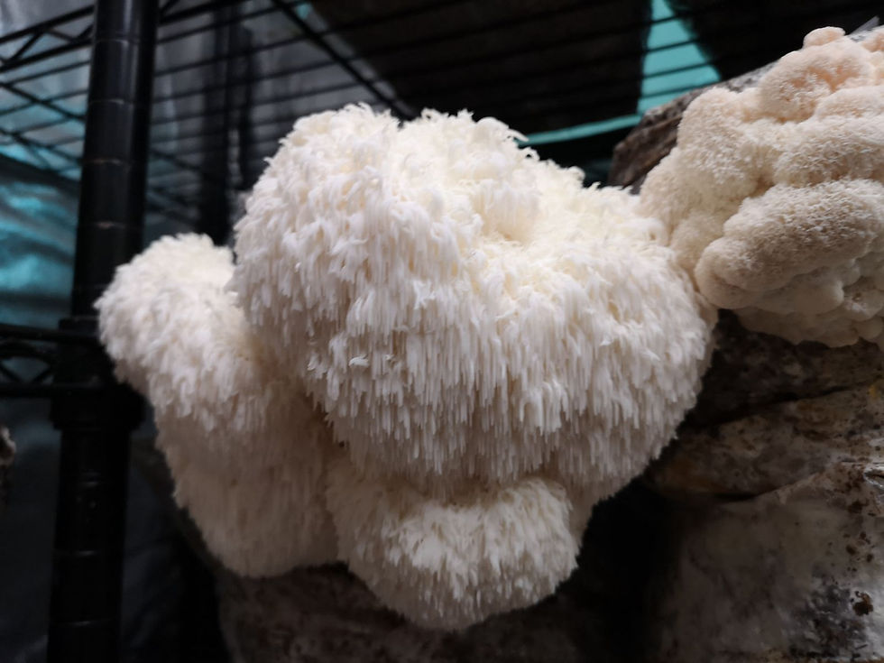 Lion's Mane grow kit Paignton Mushrooms