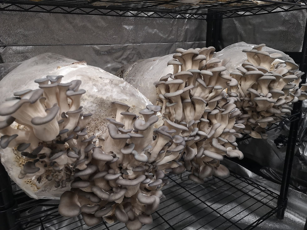 Blue Oyster Grow Kit