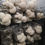 Thumbnail: Fresh Lion's mane mushrooms