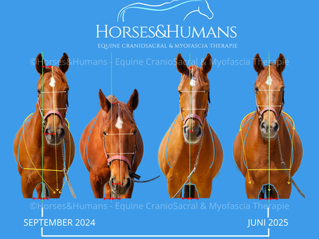 De allerbeste zorg voor het TMJ van paarden