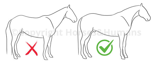 Therapie voor paarden