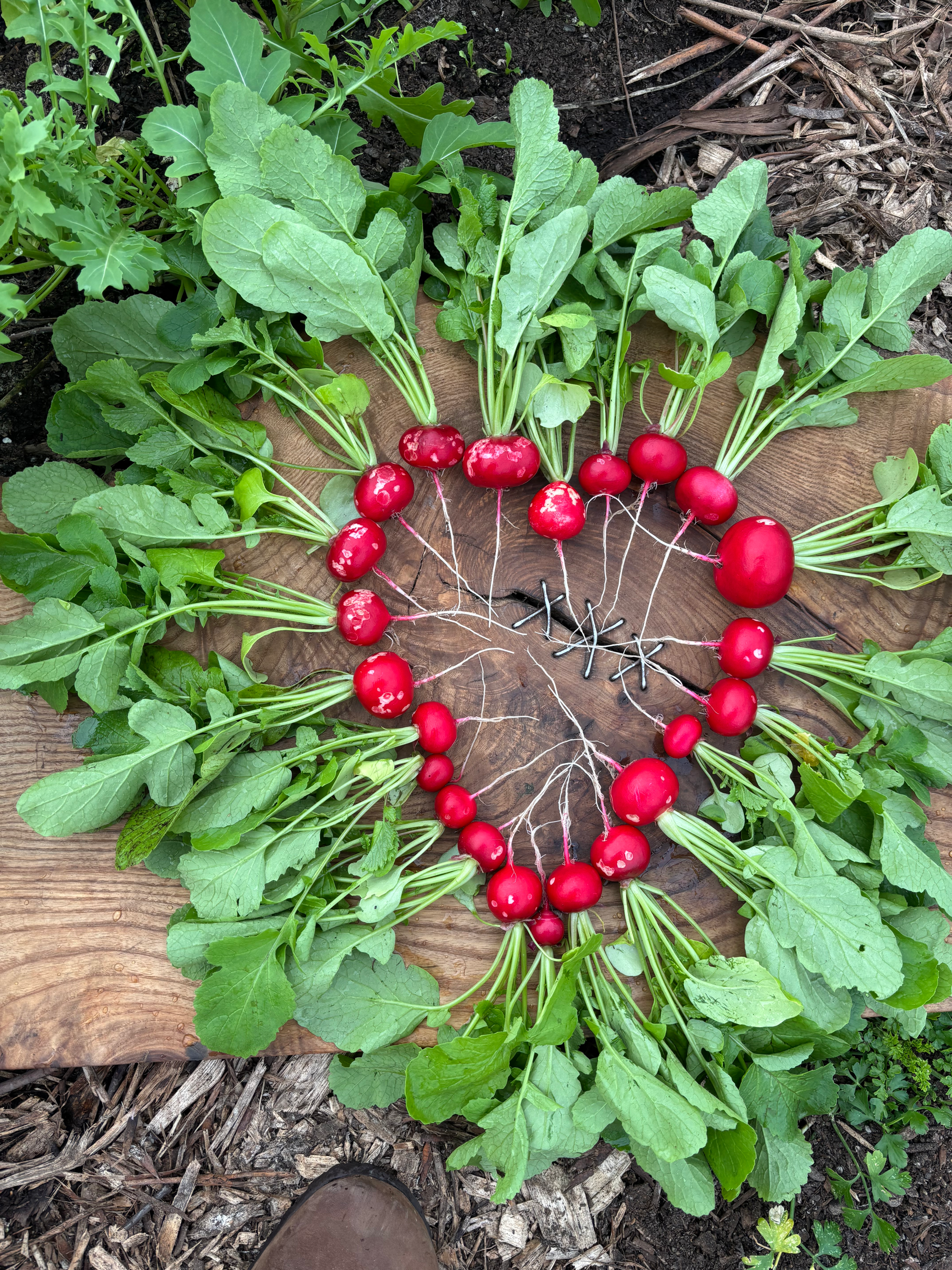 Radishes  
