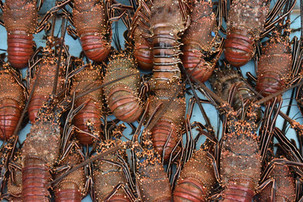 Lobsters