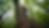 A young boy climbs a tall tree in a dense, vibrant green forest, eagerly exploring the great outdoors.