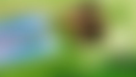 Lápis Semente - uma ideia sustentável para o descarte de um "lápis brinde"!