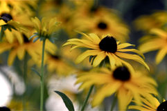 Yellow 2