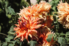 Orange 1
