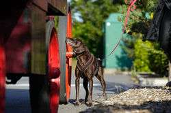 CSD Trials Scentsational Paws Academy