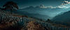Maguey_espadín_los nahuales_campo.png