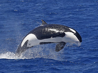 orca.jpeg
