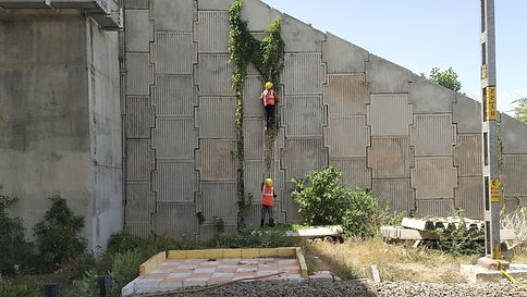 Vegetation Removal.jpg