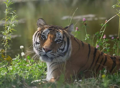 tiger.JPG
