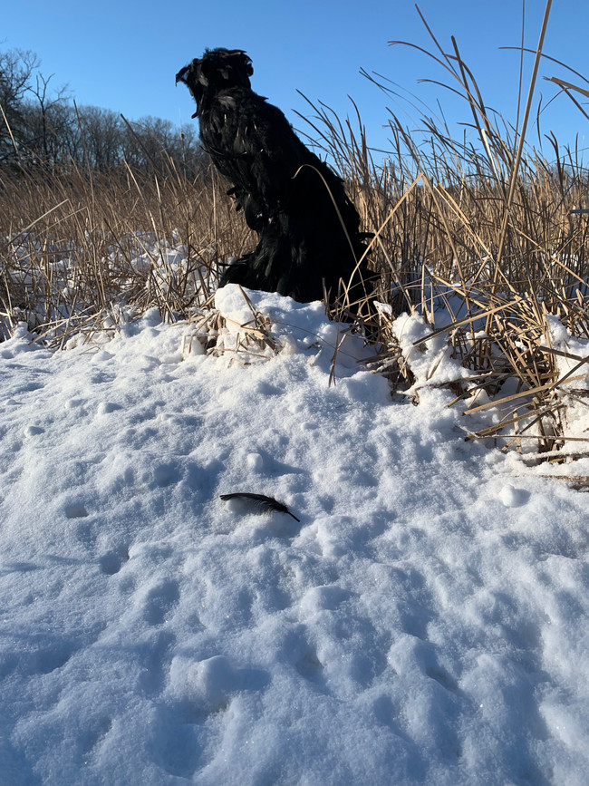 IMG_3596.jpeg