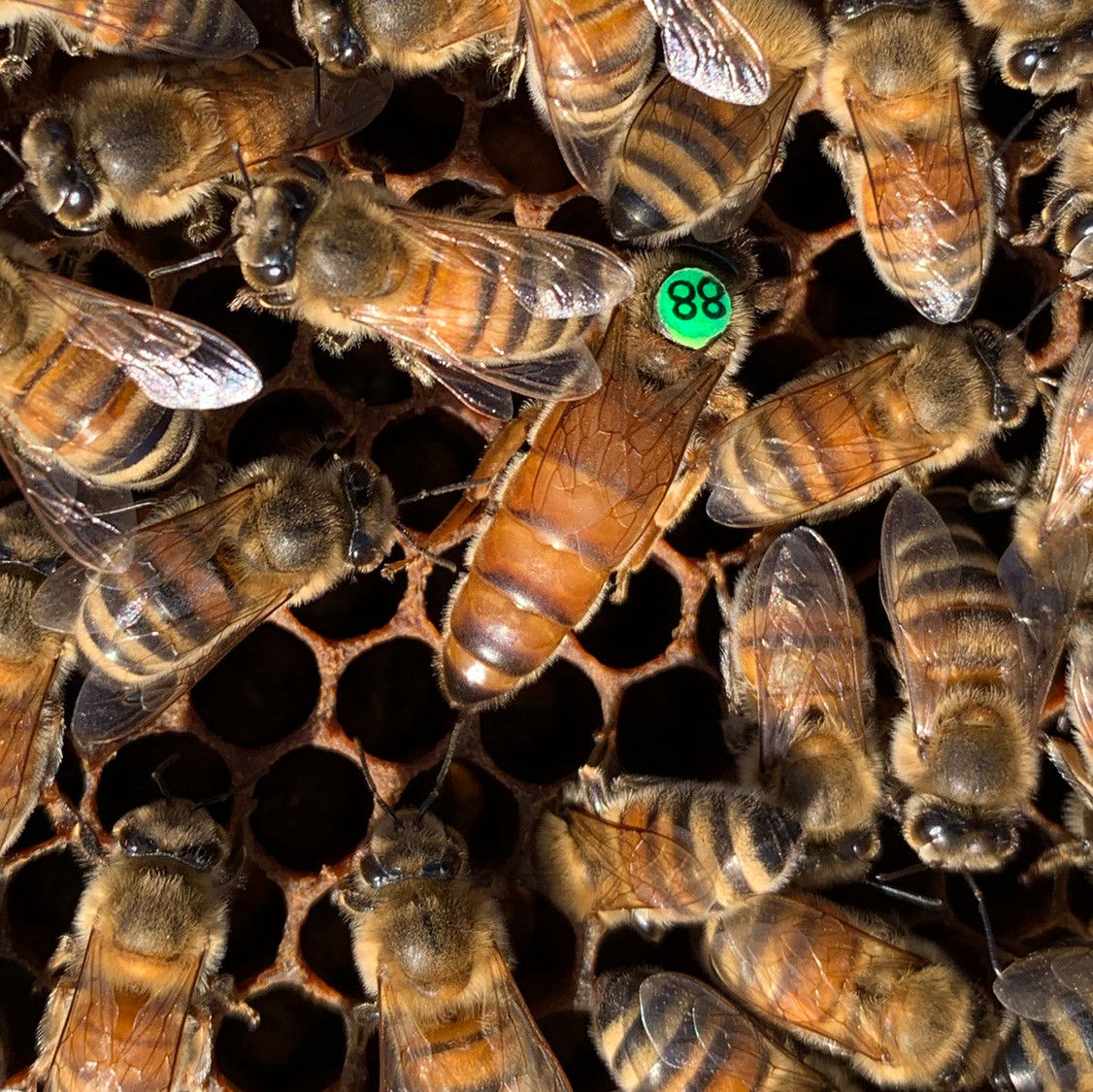 F1 Buckfast Queen Bee