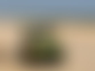 Visiter le Sénégal en toute autonomie : un voyage serein à portée de main