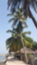 Palmiers plage sénégal