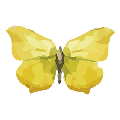 Acuarela de la mariposa 17