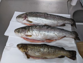 【本日の差し入れ】釣りたてのサーモン&ブラウン!